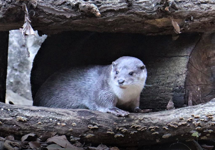 ユーラシアカワウソ