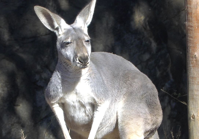 アカカンガルー